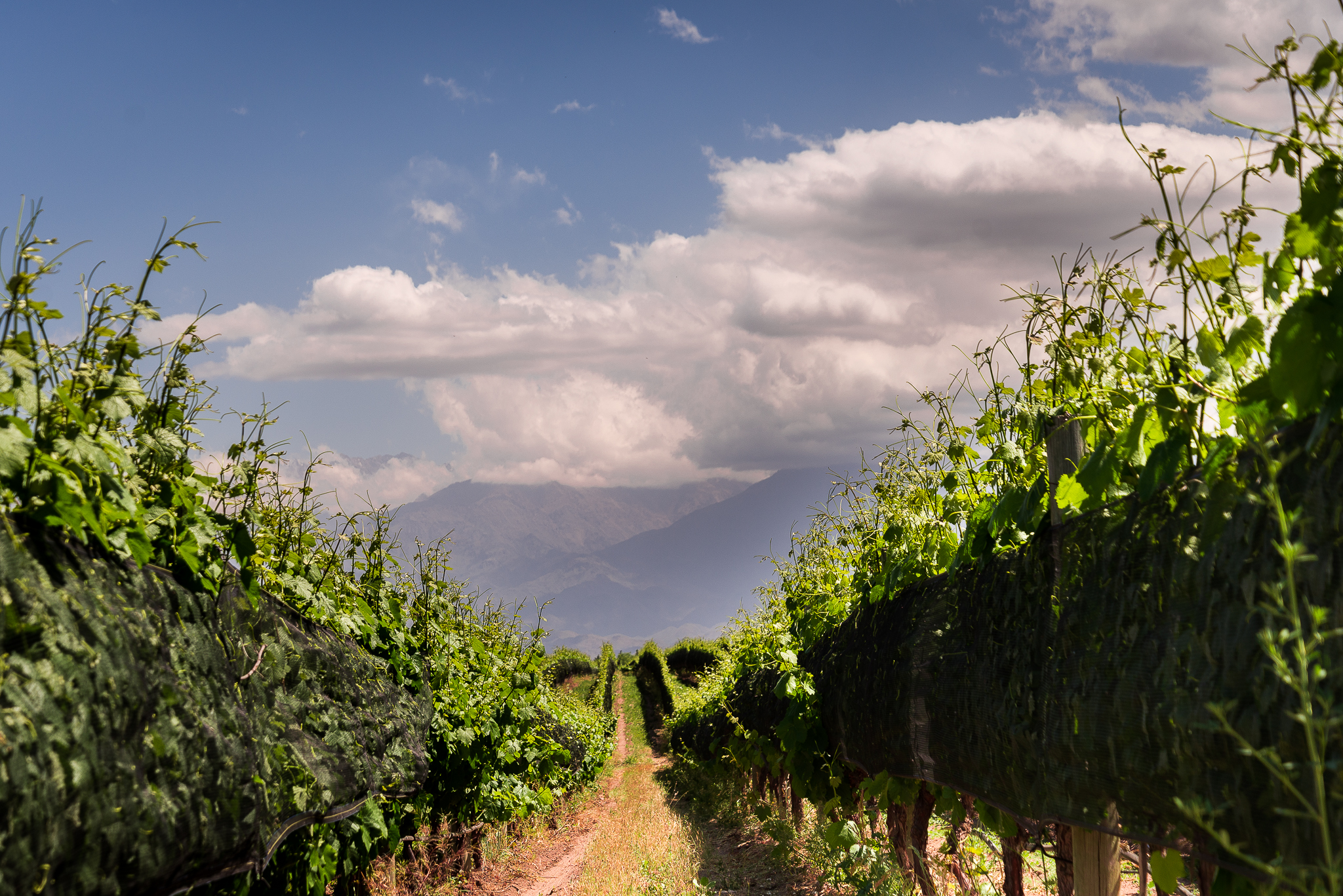 Sustainability of Organic Winemaking
