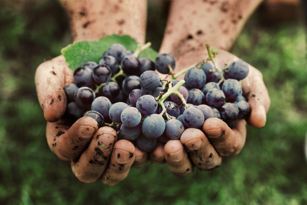 Differences Between Organic and Non-Organic Wines