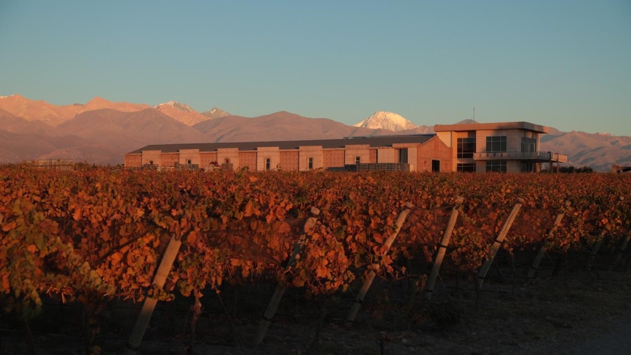 vineyard at sunset organic wine market 2021