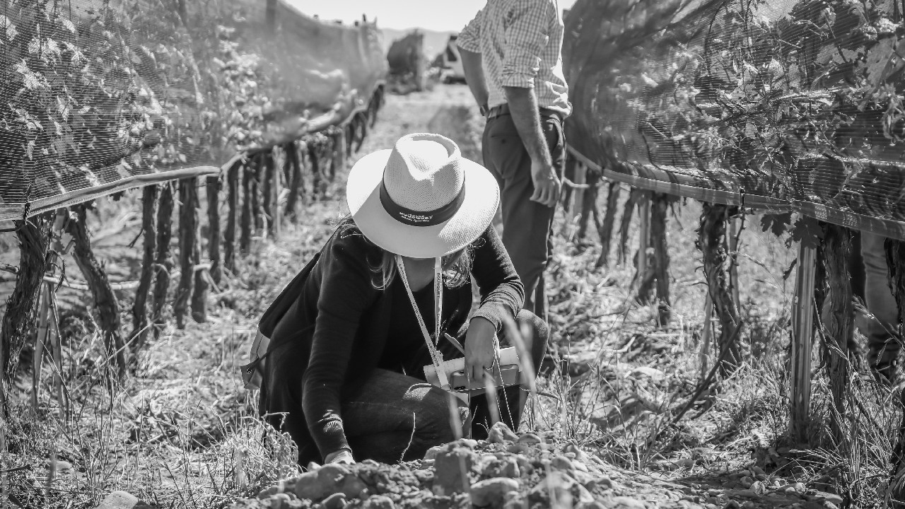 A female Domaine Bousquet winemaker picks grapes in the organic vineyard with another worker standing behind her checking the vines.
