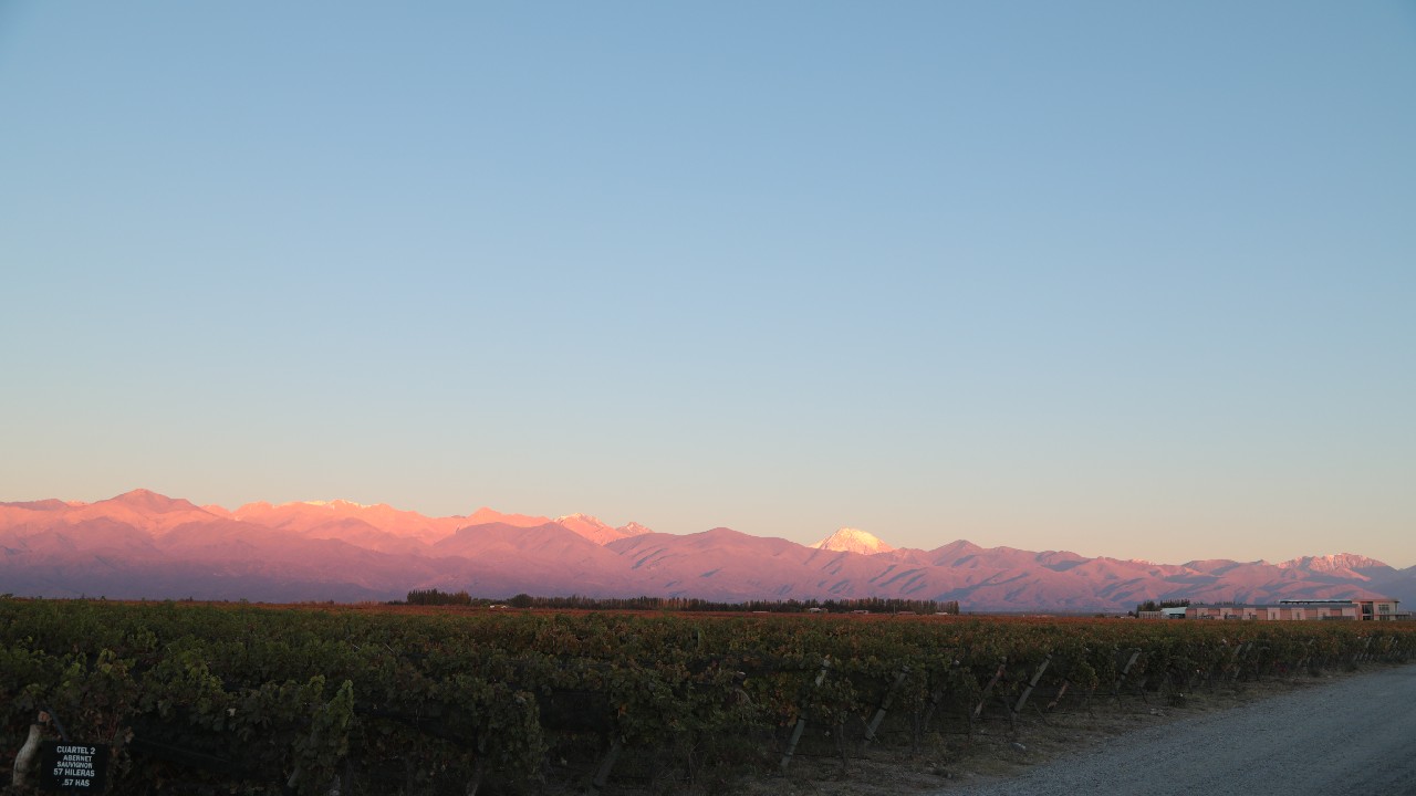 A vineyard at dusk that produces organic wine from Mendoza