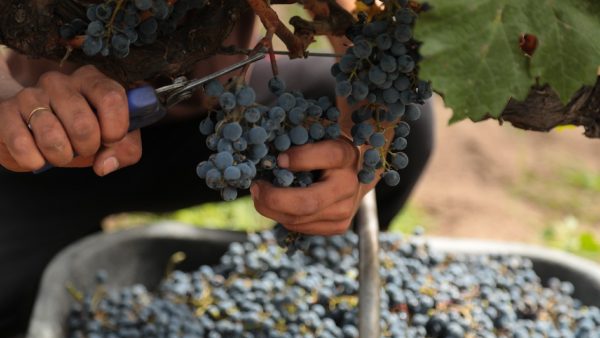 A vineyard worker cutting and inspecting grapes to determine how terroir affected their quality
